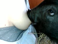 Curious pig sucks on a zoophilia lover's nipples